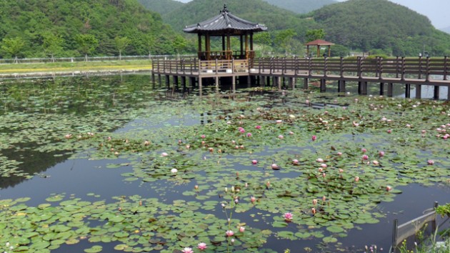 상리면 연꽃공원.jpg 상리면 연꽃공원.jpg